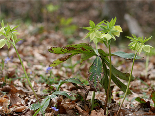 Кукуряк - Helleborus Оdorus L.