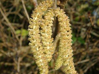 Леска - Corylus avellana