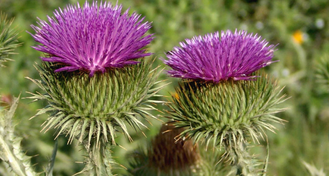 Магарешкият бодил – гербово цвете в Шотландия