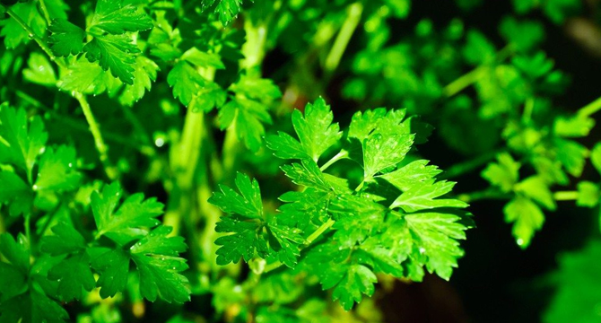 Магданозът и ползите му за здравето