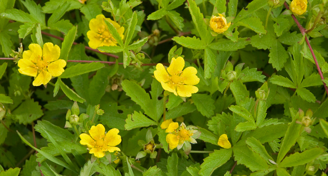 Очиболец - Potentilla