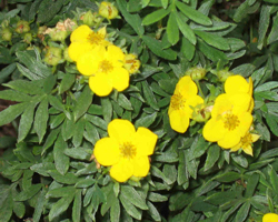 Очиболец - Potentilla