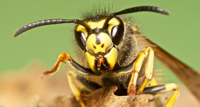 Как да се спасим от ужилване от насекоми?