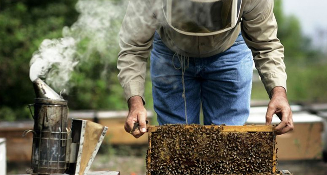 Бъдещето на пчеларството е в производството на специфични видове мед