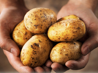 Картофите - незаменим хранителен продукт