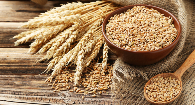 Лечебните свойства на пшеницата