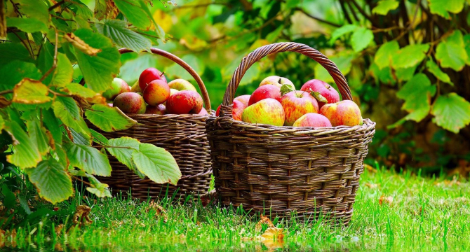 10 непознати рецепти с ябълки при болести и за здраве