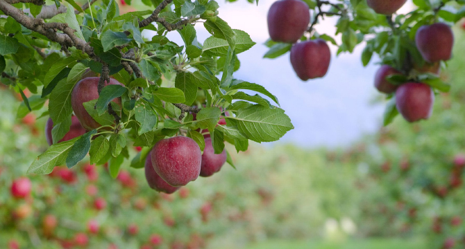 10 лечебни качества на ябълките, за които не знаете