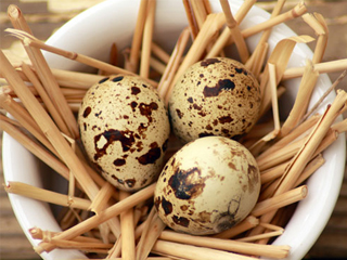Пъдпъдъчи яйца – вкусният и полезен деликатес