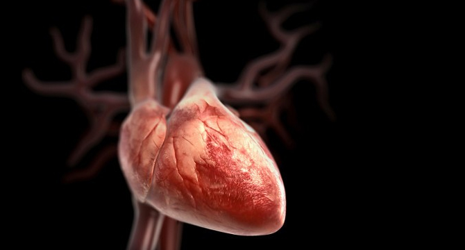 Окритие в медицината! Отгледаха сърце от стволови клетки