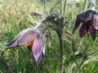 Съсънка (котенце) - Pulsatilla Pratensis L.