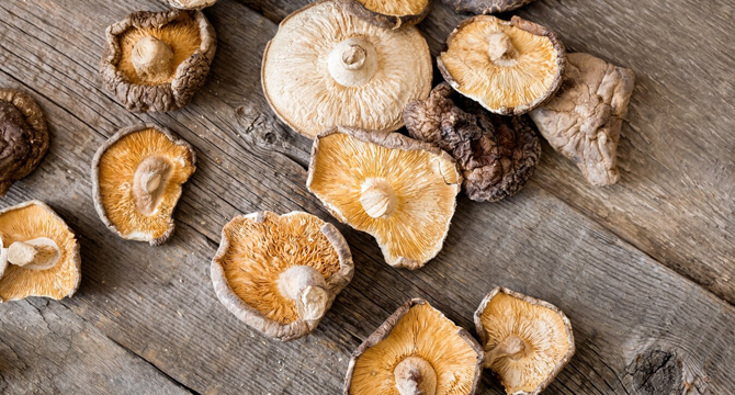 Растат ли в България лечебни гъби?