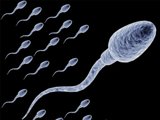 До колко сперматозоидът определя пола на детето?