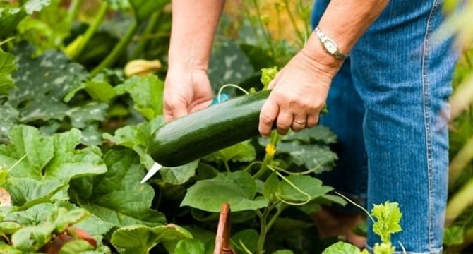 Земеделският производител Николай Кателиев: На село е по-вкусно 
