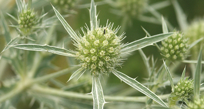 Ветрогон - Eryngium Campestre