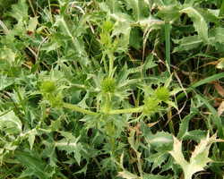 Ветрогон - Eryngium Campestre