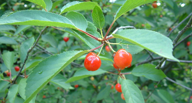 Вишна - Prunus cerasus L.