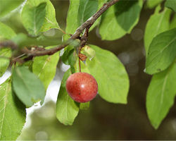 Вишна - Prunus cerasus L.