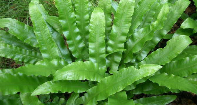 Волски език  - Asplenium scolopendrium