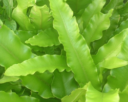 Волски език  - Asplenium scolopendrium