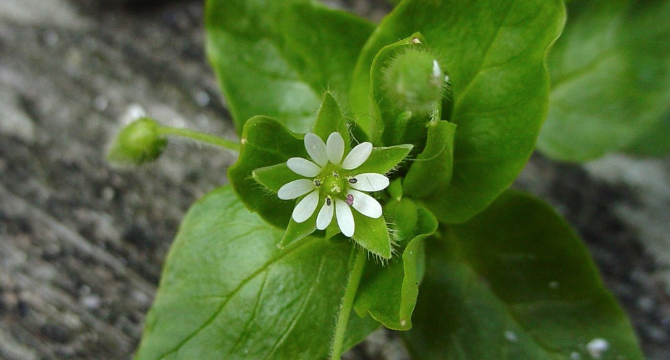 Врабчови чревца - Stellaria media L.