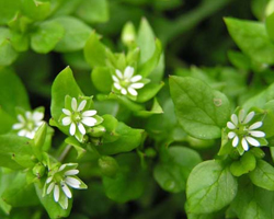 Врабчови чревца - Stellaria media L.