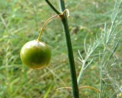 Зайча сянка - Asparagus officinalis