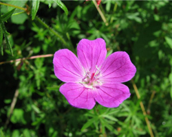 Кръвен Здравец - Geranium Sanguineum