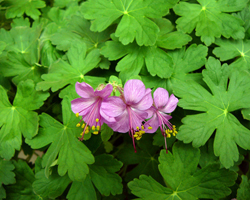 Здравец - Geranium Macrrorhizium L.