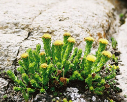 Златовръх - Rhodiola rosea L.