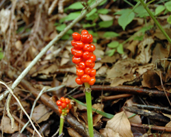 Змийски лапад - Arum Maculatum L.