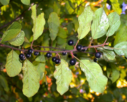 Зърнастец - Rhamnus frangula