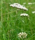 Бял Равнец - Achillea Millefolium L.