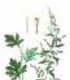 АЙИЕ - Artemisia argyi Levl
