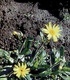 Арника - Arnica montana L.