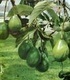 Авокадото - истински плод с вкус на зеленчук