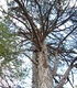 Борови връхчета - Pinus sylvestris