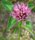 Червена детелина - Trifolium Pratense L.