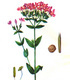 Червен кантарион - Centaurium erythraea