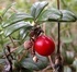 Червена боровинка - Vaccinium vitis-idaea L.