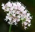 Дилянка (Валериана) - Valeriana officinalis L.