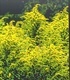 Енчец - Solidago virga-aurea