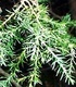 Синя хвойна - Juniperus Communis L.