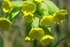 Иглика - Fl. Primulae