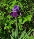 Перуника - Iris