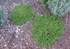 Изсипливче - Herniaria glabra