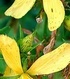 Жълт Кантарион - Hypericum Perforatum