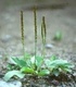 Живовлек - plantago major L.