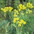 Калоферче - Tanacetum Balsamita