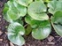 Копитник - Asarum europaeum L.